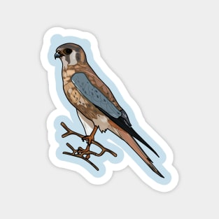 American kestrel bird cartoon illustration Magnet