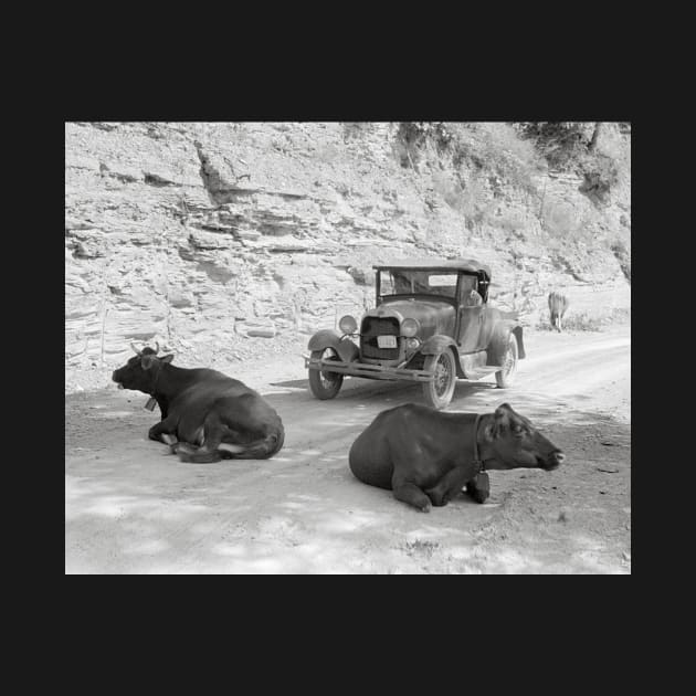 Cows Blocking Road, 1940. Vintage Photo by historyphoto