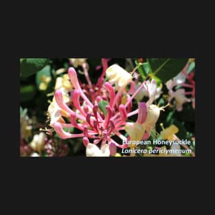 European Honeysuckle Lonicera periclymenum T-Shirt