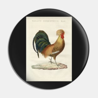 Domestic Hen Pin