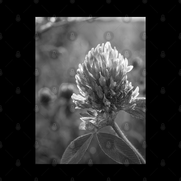 Petals in Sunlight Capture Red Clover's Elegance V4 by Family journey with God