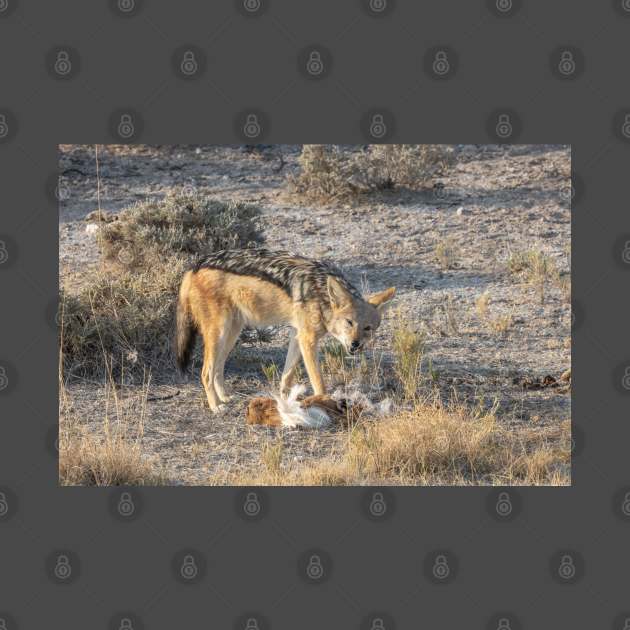 Namibia. Etosha National Park. Scavenging Jackal. by vadim19