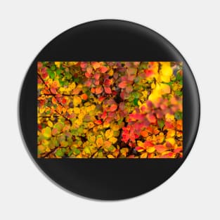Autumn background of barberry bush Pin