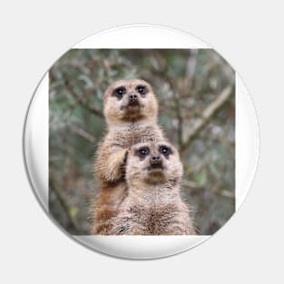 Meerkat 035 Pin