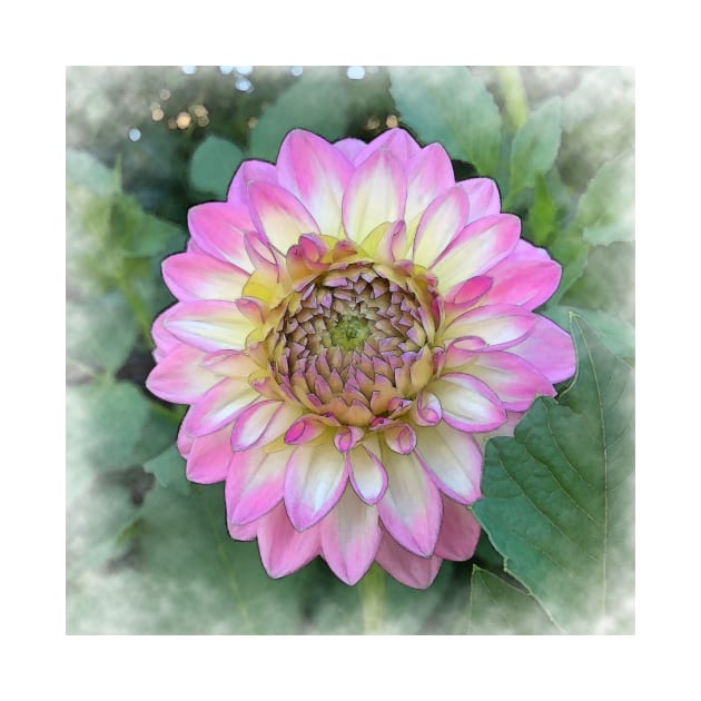 Dahlia Bloom Of Soft Bright Pink, Yellow And White by KirtTisdale