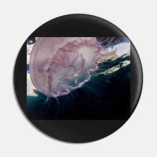 Moon Jellyfish With Small Fish Hiding Underneath Pin