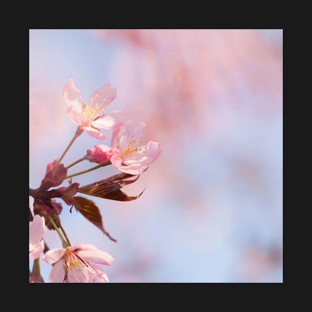 Cherry Blossom by ansaharju