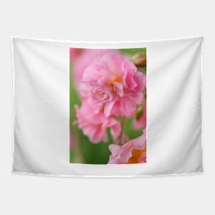 Helianthemum  &#39;Pink Angel&#39;    Double flowered Rock rose Tapestry