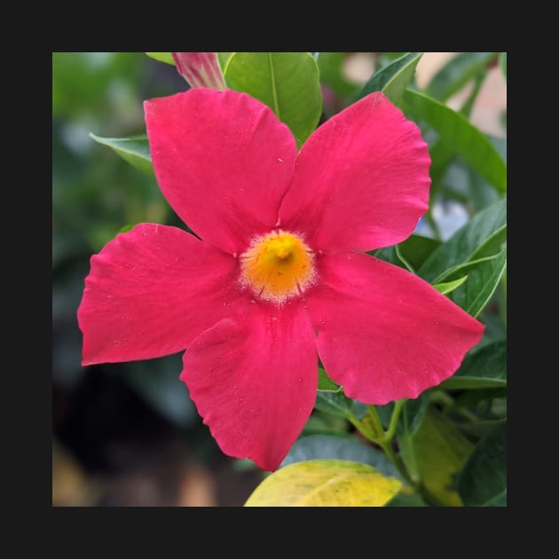 Pink and Yellow Flower Photographic Image by AustaArt