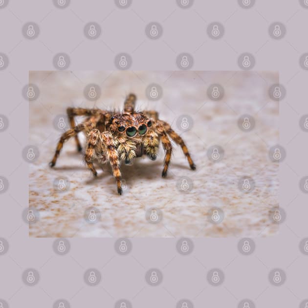 Orange-Brown Jumping Spider on a Kitchen Tile. Macro Photograph by love-fi