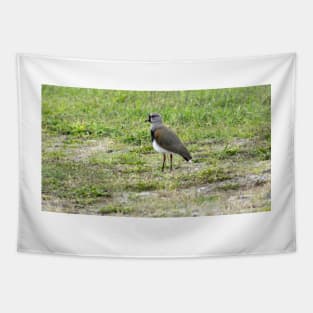 4212015 gull Tapestry