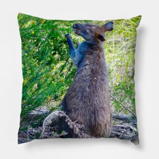 Swamp Wallaby Feeding! Pillow