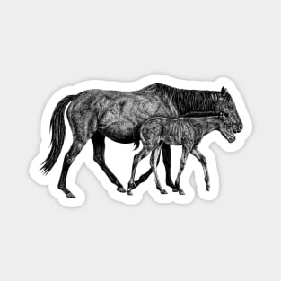 Horse and foal black and white animal ink illustration Magnet