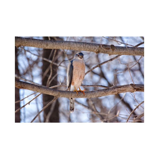 Cooper's Hawk by Eunice1