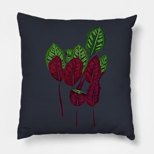 Calathea houseplant - Midnight Pillow