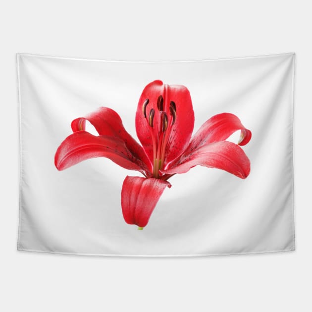 Lilium  'Blackout'  Lily  Asiatic lily Tapestry by chrisburrows