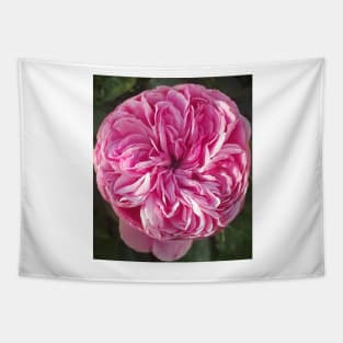 Pink Vintage Cabbage Rose Flower Tapestry