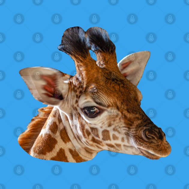 Baby Giraffe head by dalyndigaital2@gmail.com