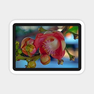 Cannonball Tree Flower Magnet