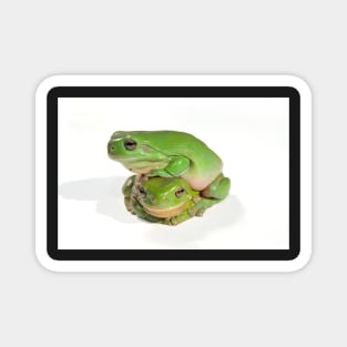 two litoria caerula green tree frogs one on top of the other Magnet