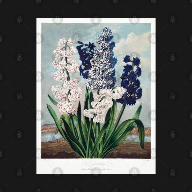 Hyacinths by Cleopsys