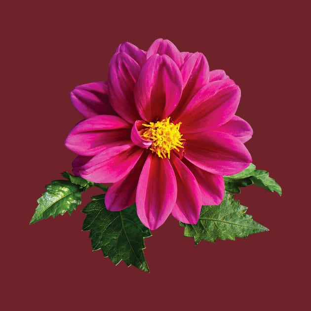 Daisies - Magenta Gerbera Daisy by SusanSavad