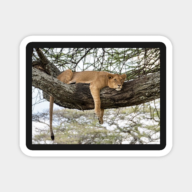 Lion Around: African Lion Up A Tree Magnet by AndrewGoodall