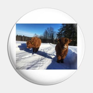 Scottish Highland Cattle Calves 1695 Pin