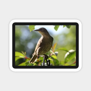 Juvenile Starling Magnet