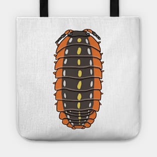 Armadillidium klugii Tote