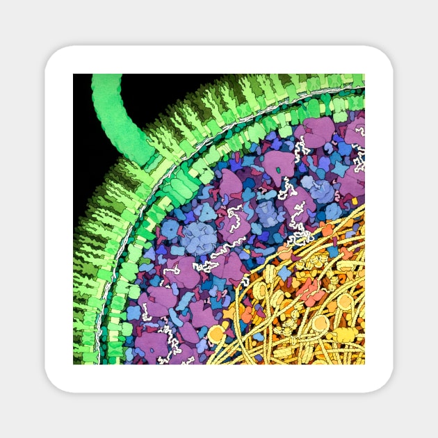 Escherichia coli, artwork (B230/0244) Magnet by SciencePhoto