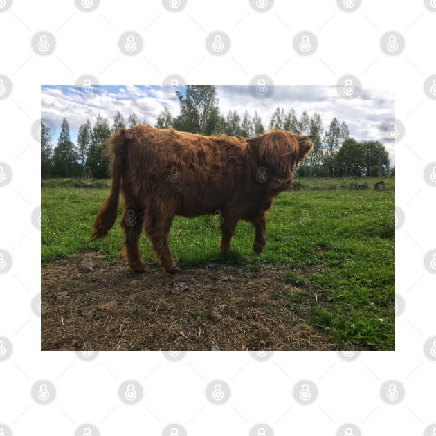 Scottish Highland Cattle Calf 2026 by SaarelaHighland