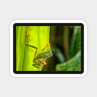 Cute Monkey Treefrog in the Rainforest Magnet