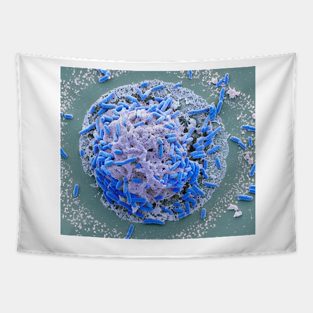 E. coli induced cell death, SEM (C021/7006) Tapestry by SciencePhoto