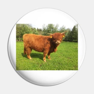 Scottish Highland Cattle Calf 2003 Pin