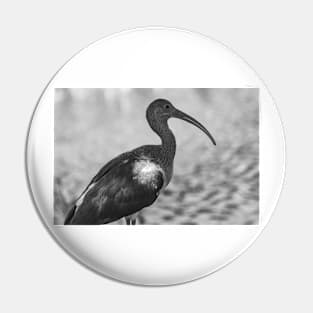 American white ibis   black and white 3 Pin