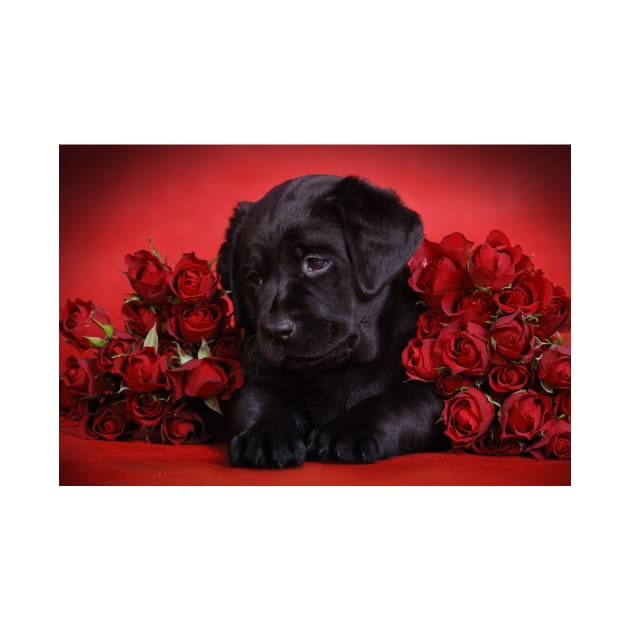 Labrador puppy with red roses by PetsArt