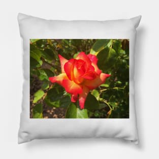 Exposition Park Rose Garden Study 2 Pillow