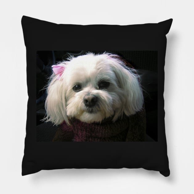 Portrait of Muffy Pillow by rozmcq