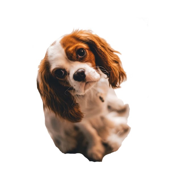 Cocker spaniel by Sarahsartfulstudies