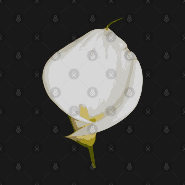 Easter Lily Isolated Botanical Vector by taiche