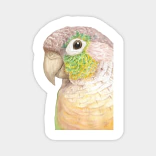 Watercolor green-cheeked parakeet portrait Magnet