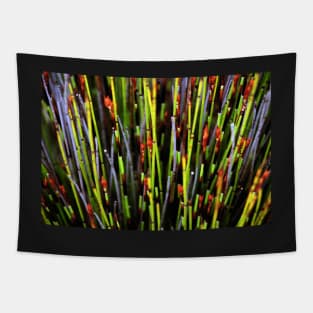 Plants of the Fynbos, Cape Reed Grass Tapestry