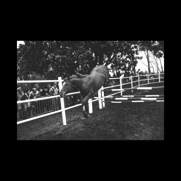 r649/ silver time  " Open day at Haras de Saintes (17) France 1981 - Journée porte Ouverte au Haras de Saintes  " Okaio Créations Olavia-Olao by caillaudolivier