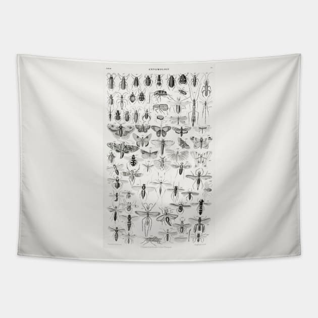 Entomology Tapestry by fleurdesignart