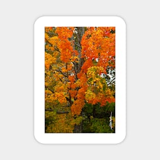 Orange & Yellow Tree Magnet