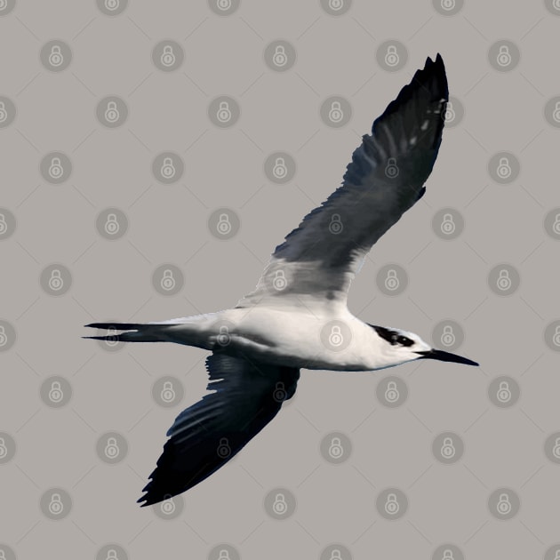 Sandwich Tern Seagull Bird In Flight Cut Out by taiche