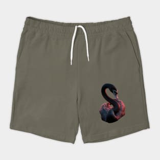 Black Swan with a Striking Red Glow on its Feather Shorts
