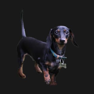 Tuff Dachshund sticker T-Shirt