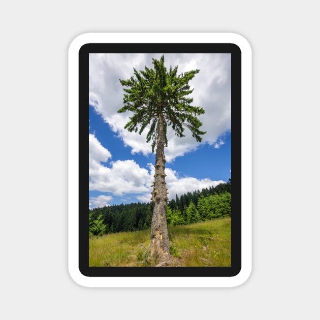 Secular fir tree on mountains Magnet by naturalis